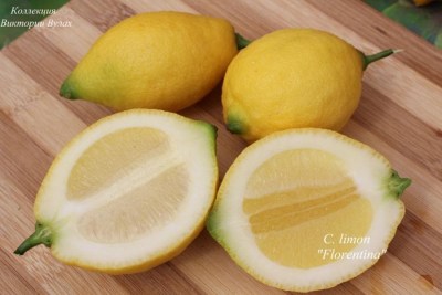 C. limon Florentina4 - 2